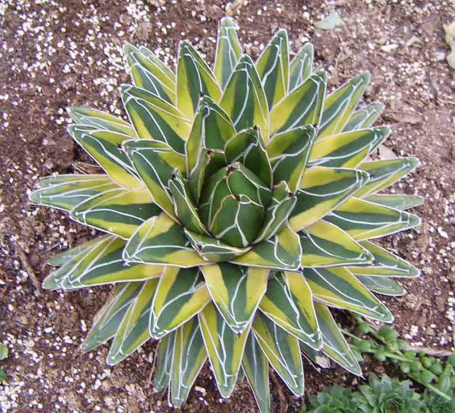 罕见的奇花异草 (160种奇花异草绝对有你没见过的)