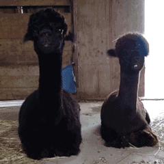 时髦的羊驼,有格调的羊驼