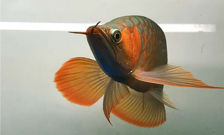 检测水质是智商税吗,龙鱼水质检测标准是多少