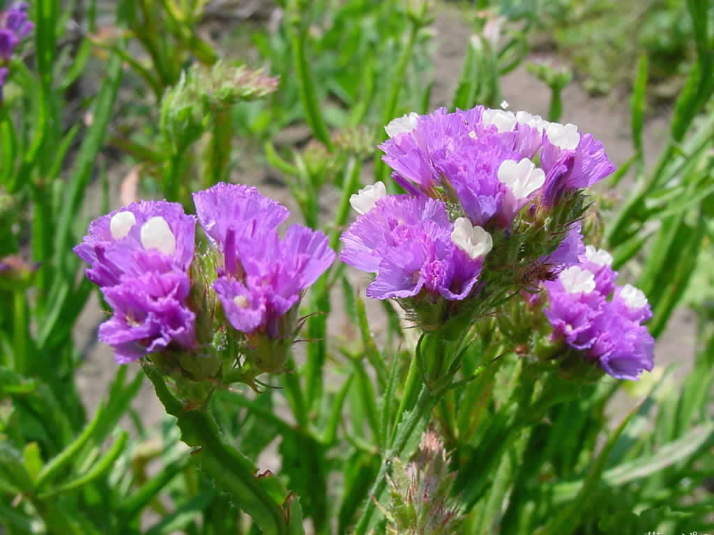 勿忘我绿植怎么养,养花勿忘我