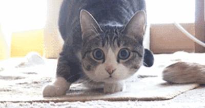 猫咪绝育后还能配猫吗,猫咪绝育冷知识