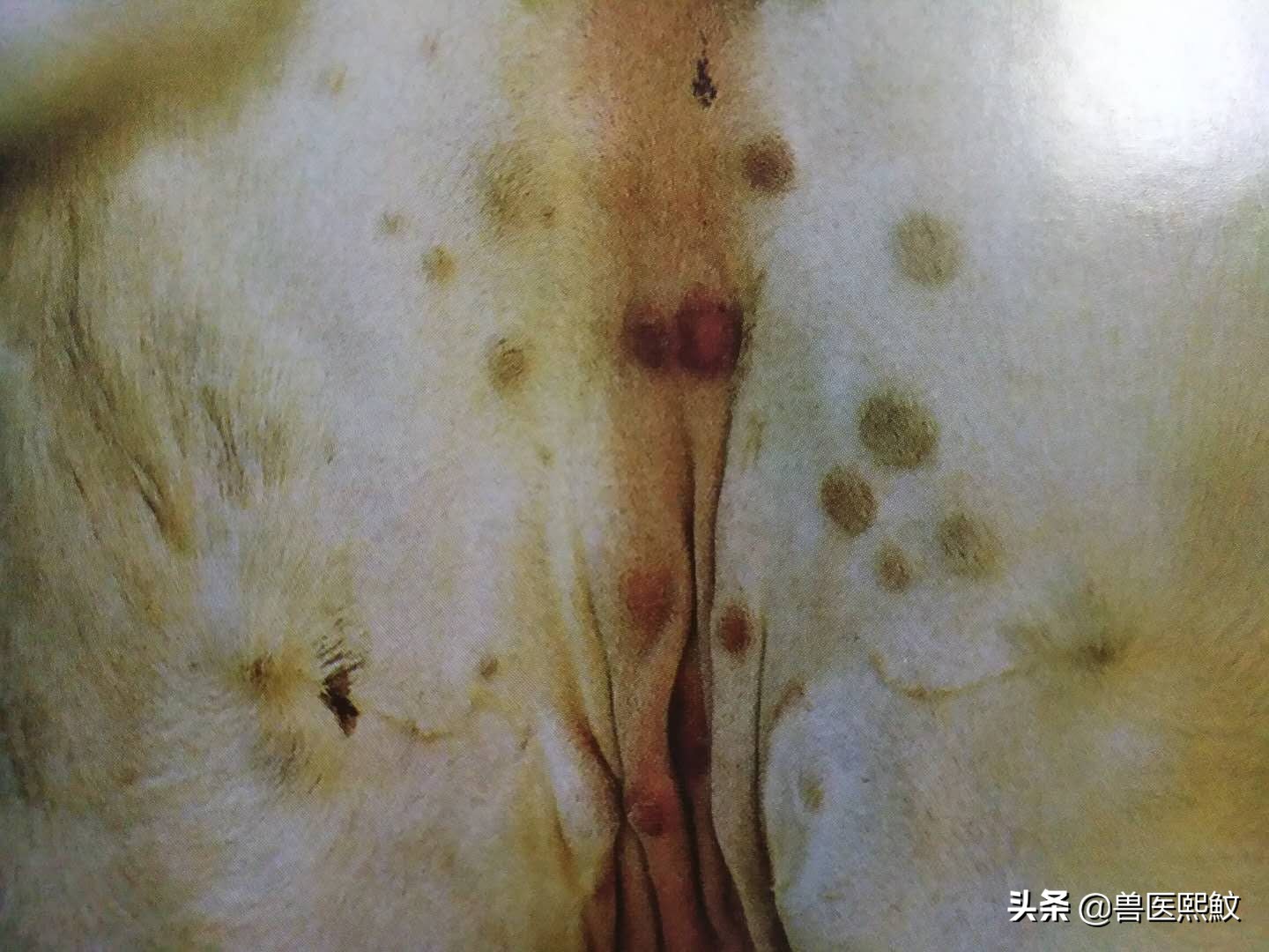 牛结节性皮肤病哪里出现,牛结节性皮肤病传播方式