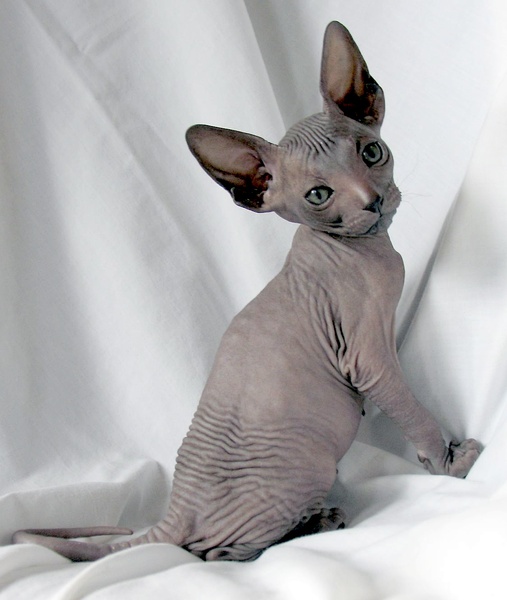 各种猫咪花纹品种,名贵品种猫咪大全