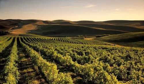 威士忌vs白兰地,威士忌和白兰地哪个更受欢迎