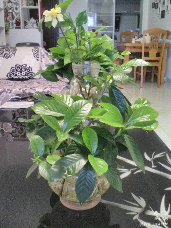 栀子花开舞蹈视频,栀子花开何炅