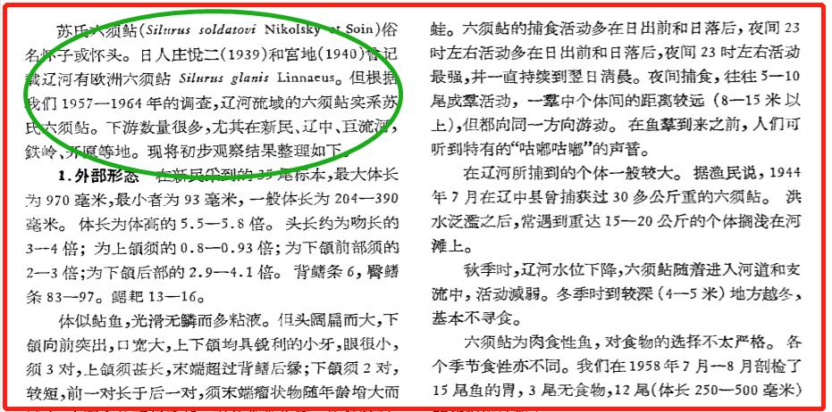 欧洲巨鲶中国能养活吗,很多钓鱼人贪得无厌