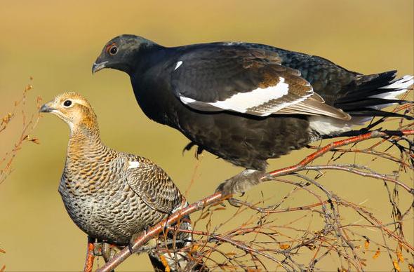 东江揽胜,惠州淡水常见鸟类图谱