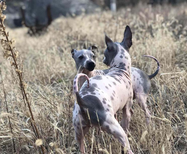 盘点狗界“最惨”的7种狗狗,45种常见狗狗你能认出几种