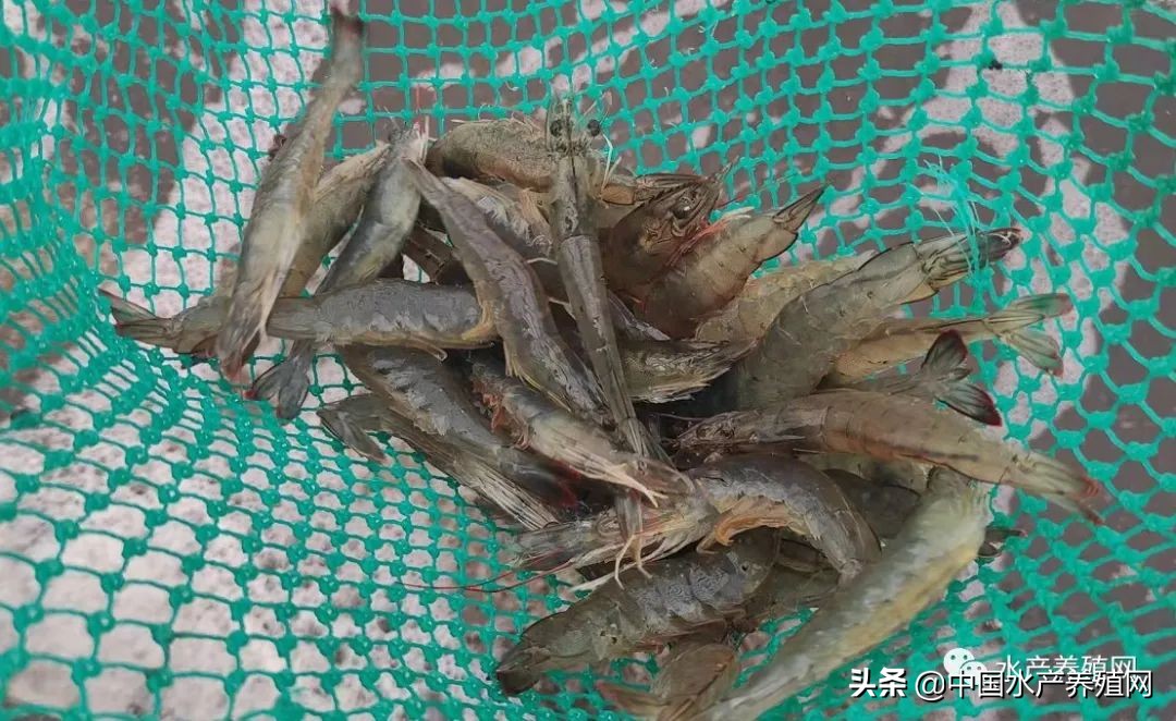 虾塘今日白对虾价格,最新南美白对虾虾价行情