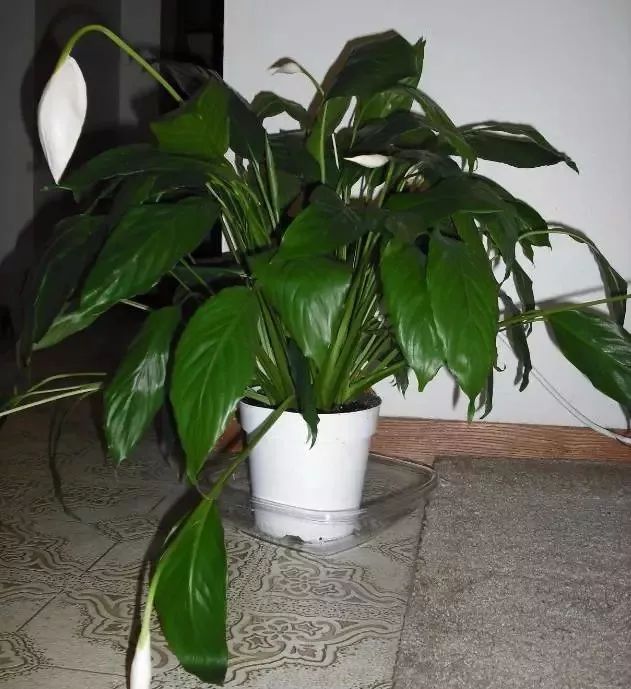 发现植物的枝叶萎蔫低垂,盆栽植物枯萎的原因及补救