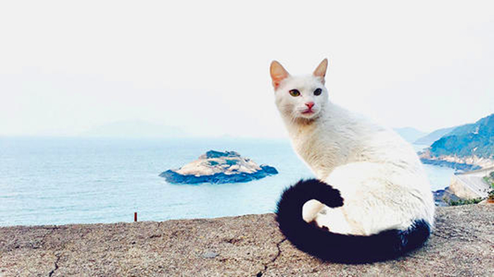 辟谣,猫咪尾巴一直不动很正常?错,不仅反常更有瘫痪风险