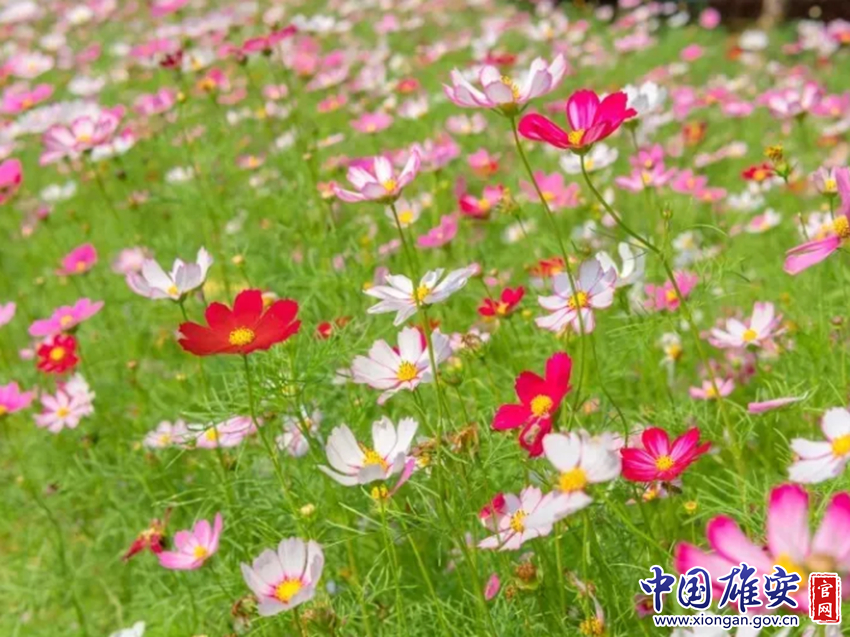 雄安十大必去景点,雄安最美打卡地