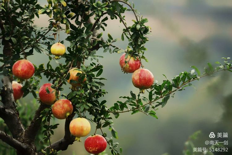 石榴一般几月份熟,石榴怎么判断熟了