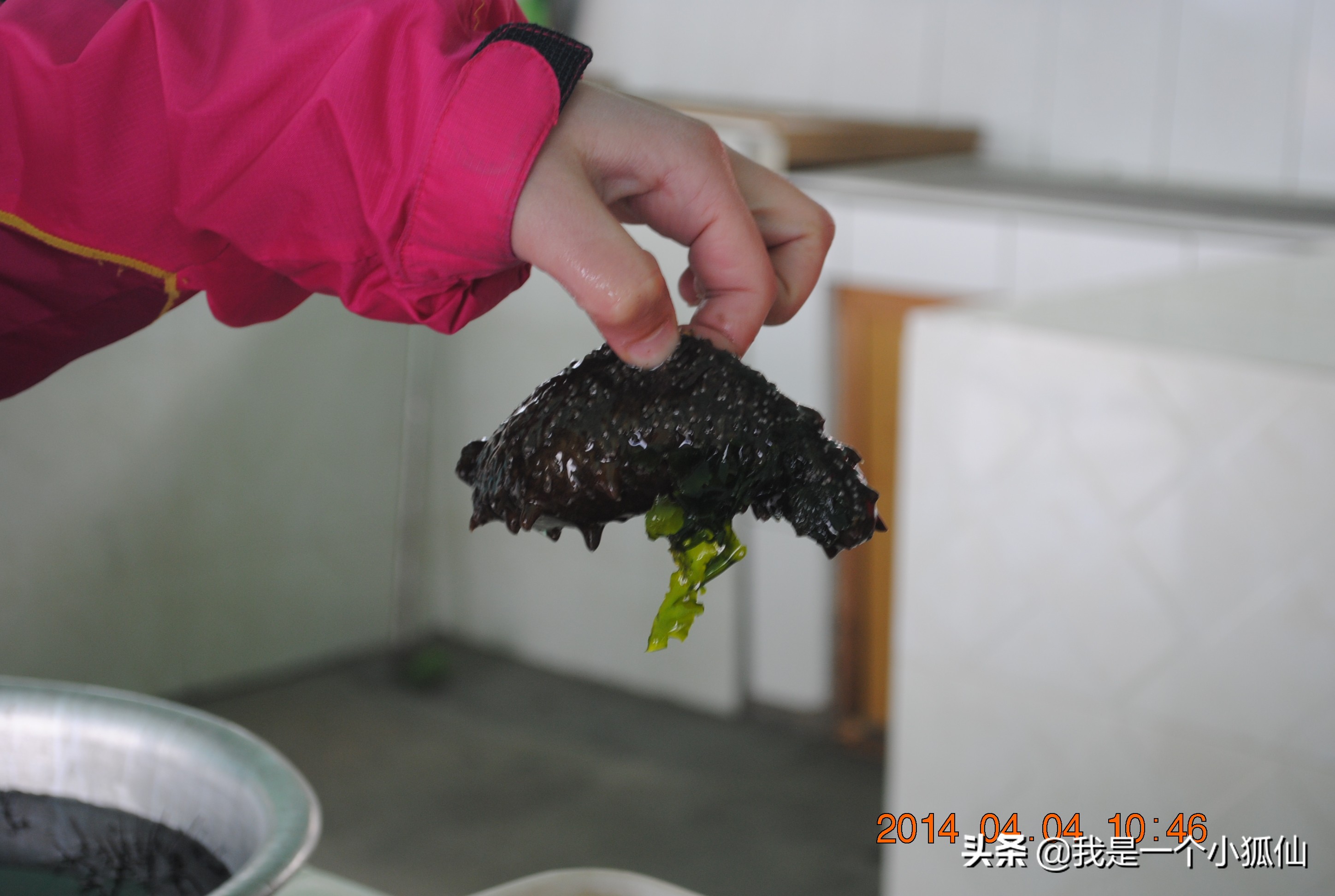 那年，公司将我从非洲安哥拉调到了朝鲜（26、我在朝鲜买海参）