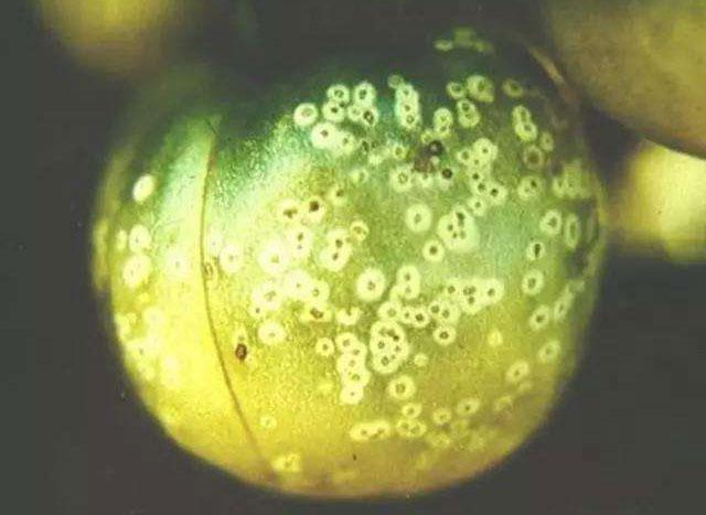 番茄种植,溃疡病传播快,危害大,难以控制,该如何进行防治呢?