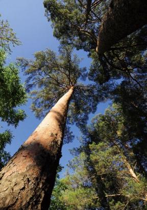 冬天里的长白山美人松,长白山美人松旅游攻略