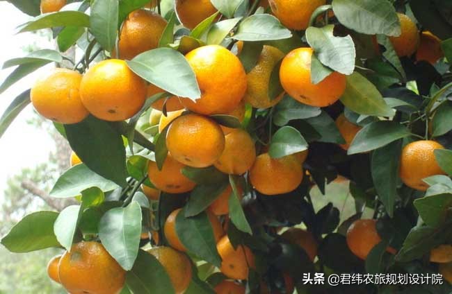 农业种植致富项目农民,农村人最好的致富项目