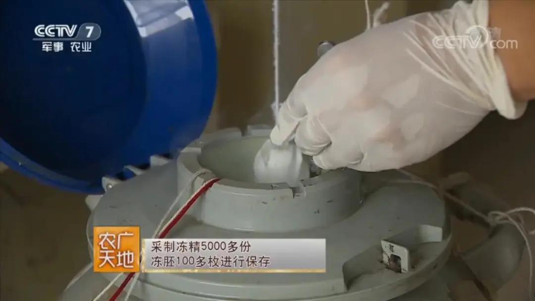 牛年吃牛肉牛气冲天,牛气冲天砂锅牛肉