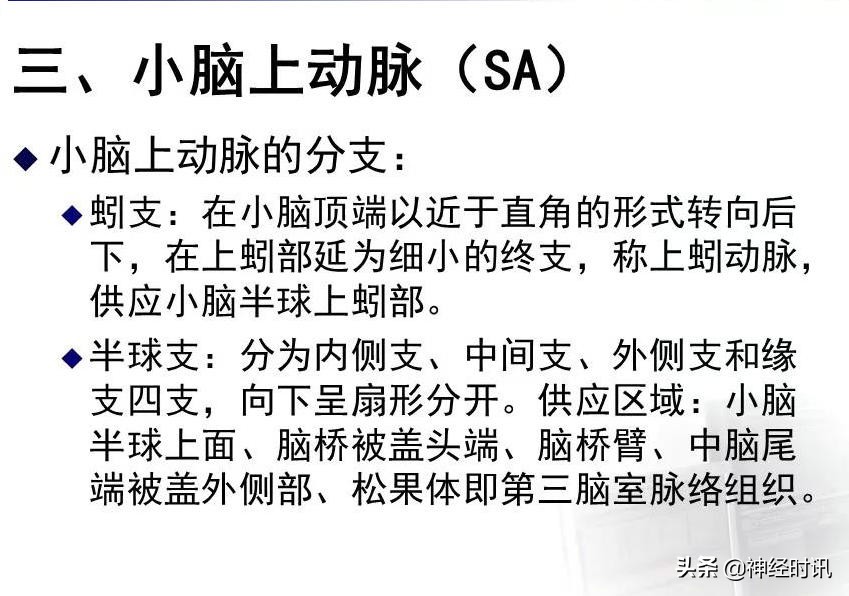 脑动脉解剖学讲解,基底节区脑血管解剖