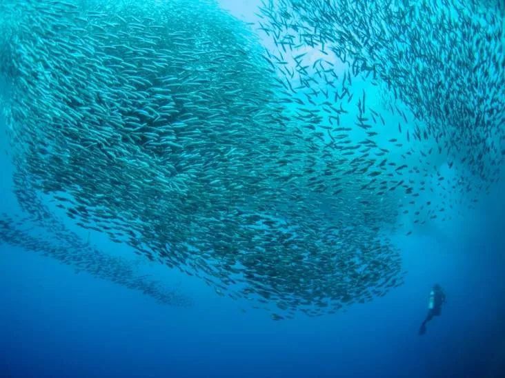 菲律宾宿雾旅游感悟,菲律宾宿务有哪些地方玩