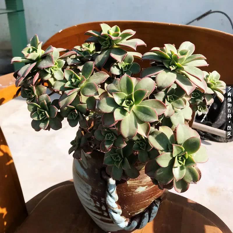 顺风不浪逆风不怂文字图片,顺风不飘逆风不怂绝境不慌