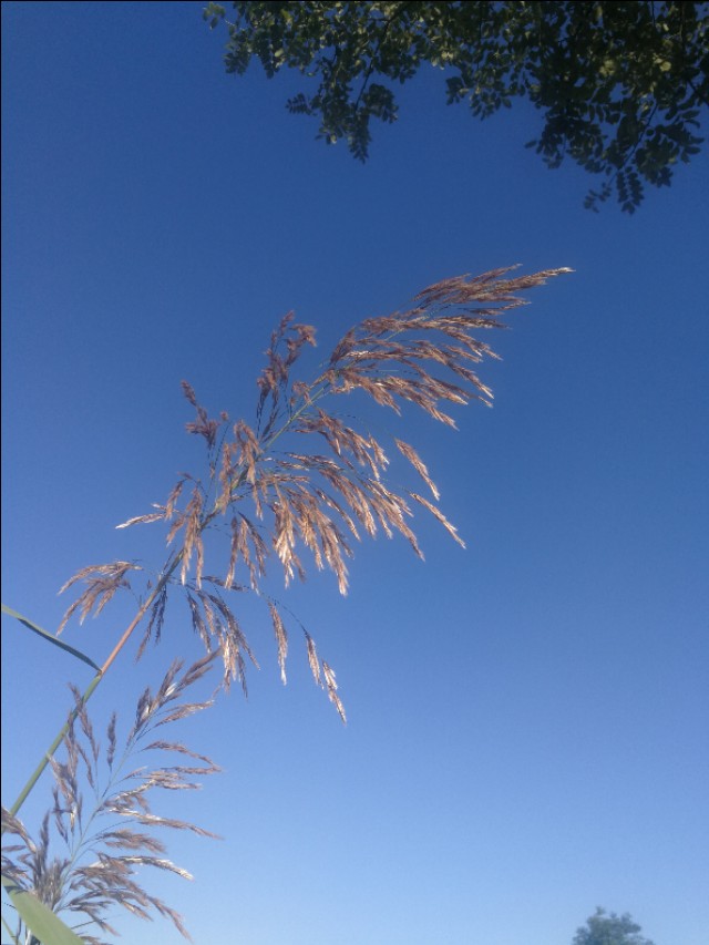 散文姥姥去世,散文姥姥原创