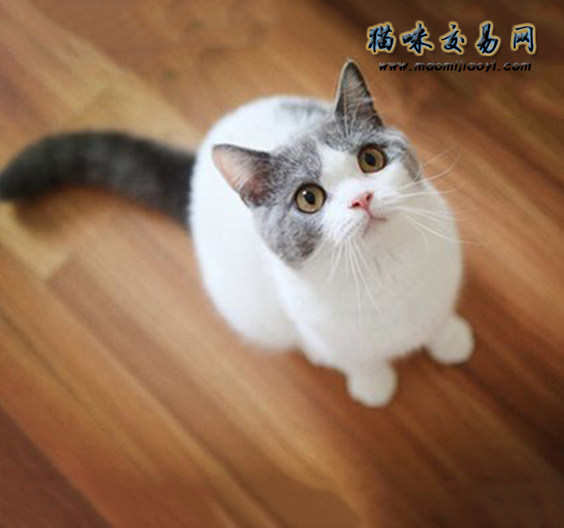 饲养英国短毛猫有什么注意事项,饲养英国短毛猫的注意事项