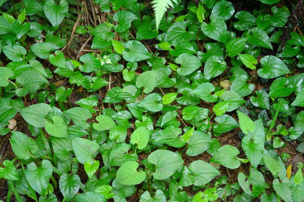 农村看到这几种草要警惕,在野外遇见这种草一定要小心