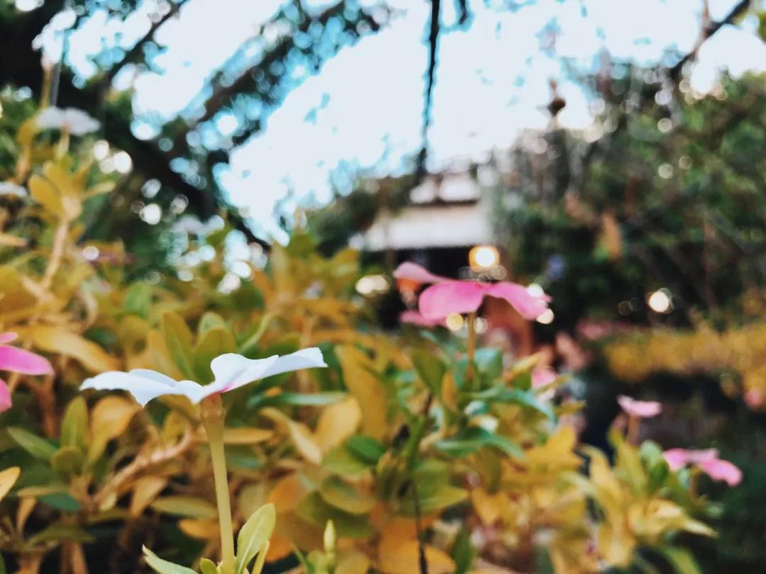 中国泰国风情景区,中国后花园泰国