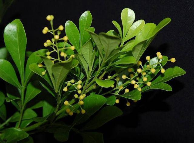 米兰掉叶子的原因和解决方法,米兰花掉叶子怎么办视频讲解