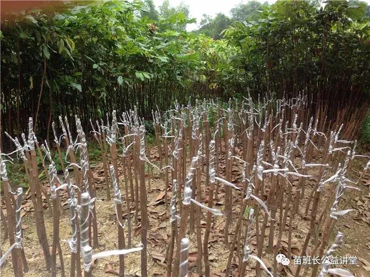 嫁接后降温会影响成活吗,影响嫁接牢固度的原因