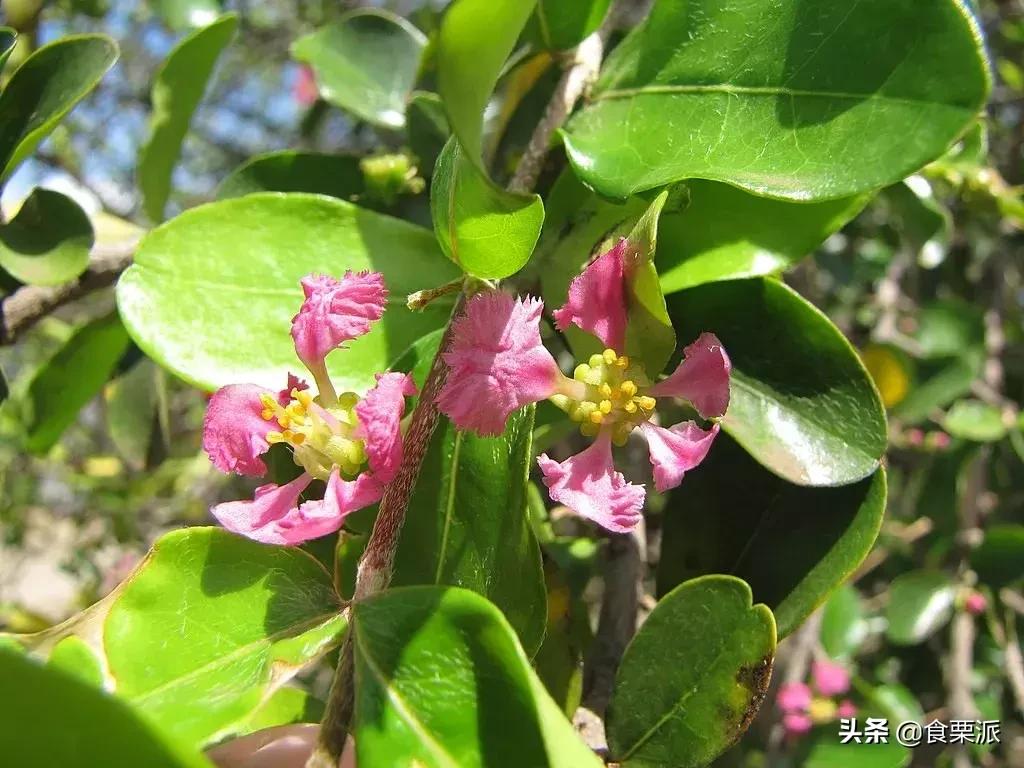 车厘子樱桃是一种东西吗,车厘子和樱桃营养价值有啥区别