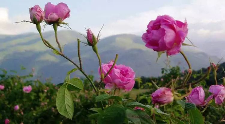 山花野鸟｜园林花语