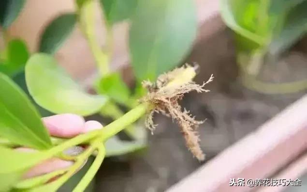 浇水把花给淹死了,挽救浇水太多植物