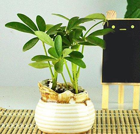 屋内除甲醛什么盆栽好,除甲醛最好最快的方法室内盆栽