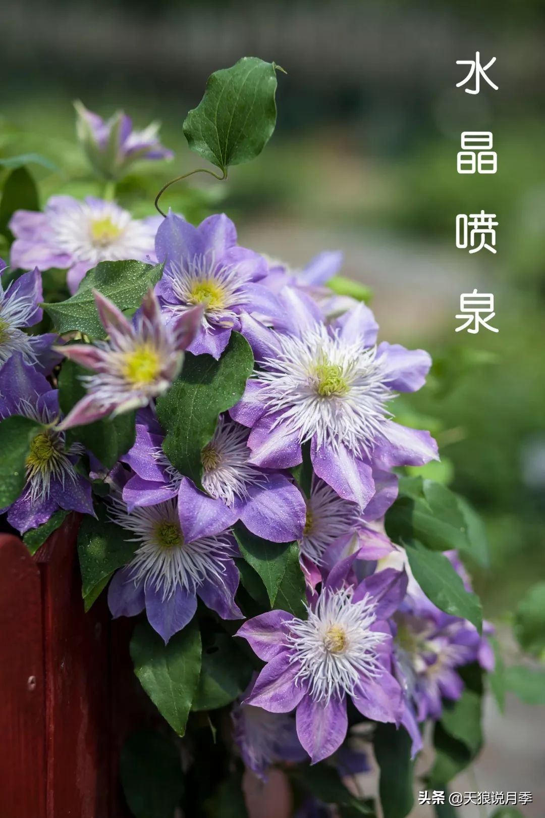 10元3棵铁线莲苗多色,铁线莲苗圃视频