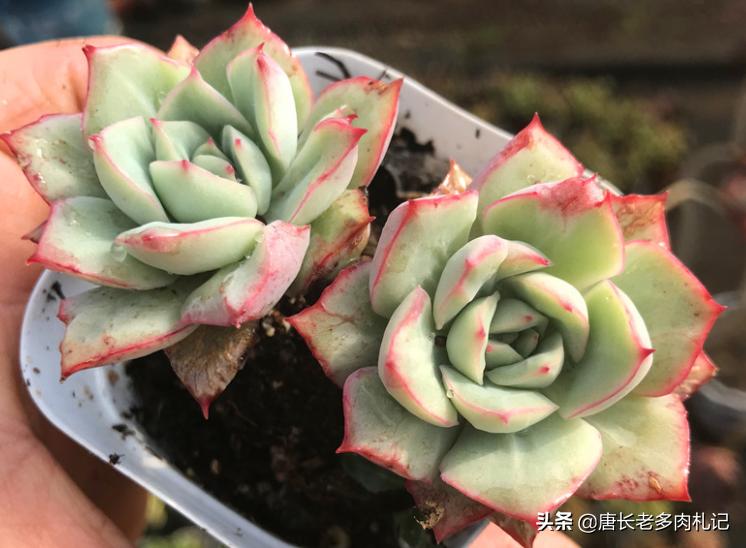 养多肉是个坑,养多肉不为人知的秘密