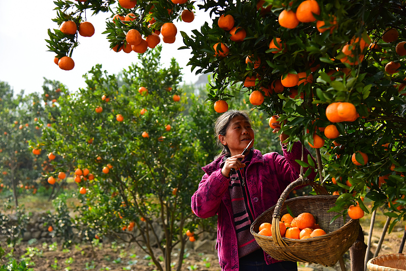 柑橘夏季保存的最佳方法,柑橘保存最佳方法