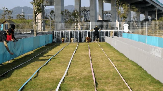 汪汪汪~宁波首家宠物主题乐园登陆江北，铲屎官们走起