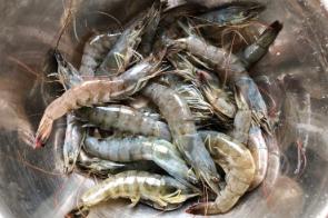 舌尖上的春节茄汁大虾,上海菜茄汁大虾