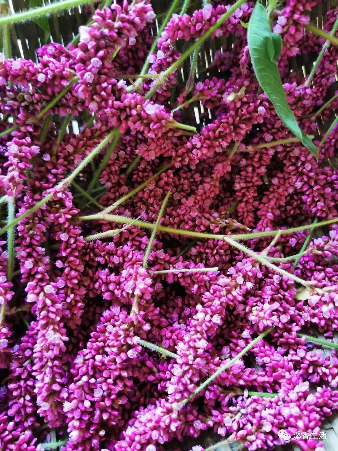 西溪南古村落惬意慢生活,徽州西溪南生活