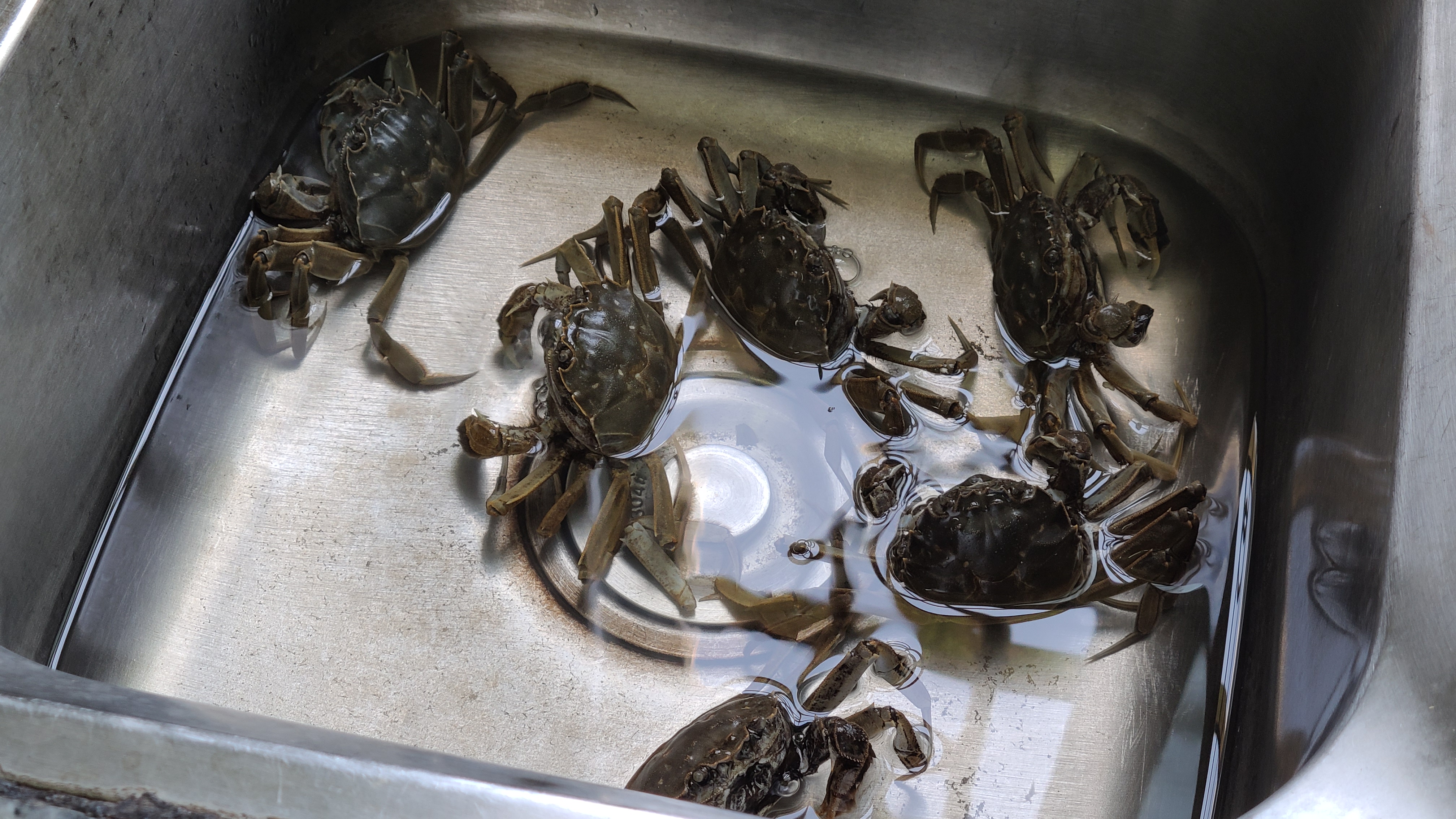 焗螃蟹的正确做法步骤,焗螃蟹的正宗做法