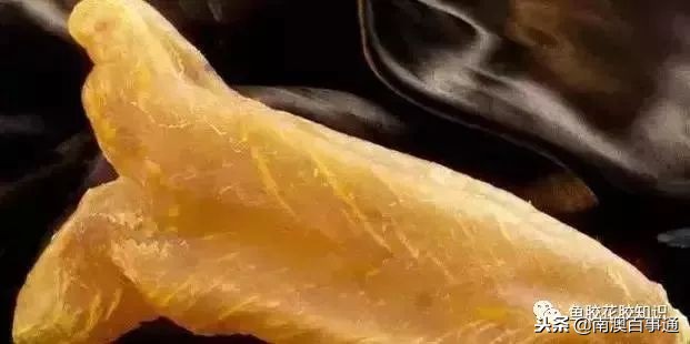 涨知识!鱼胶种类大全,不看亏大了!