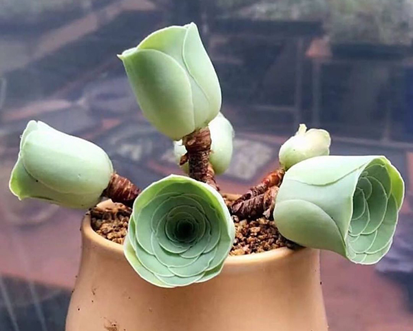 养多肉小球玫瑰的高盆,多肉可爱玫瑰夏季如何养