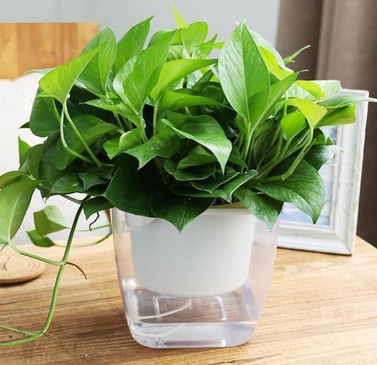 水培绿萝根系发黑是怎么回事,绿萝水培放了硫酸亚铁根系特别大