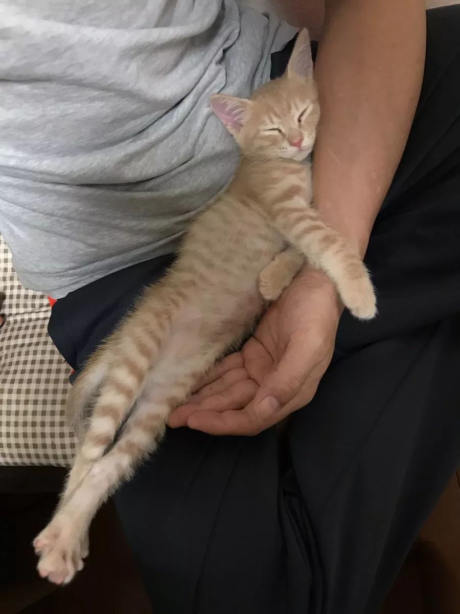 猫咪喜欢在你身上睡觉是什么表现,猫咪为什么爱睡觉呢