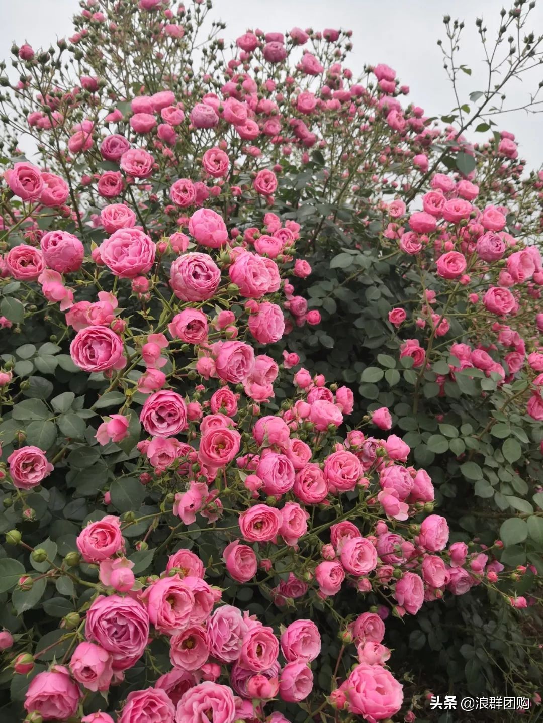 月季哪些品种大花又香,月季哪些品种花期长耐阴耐寒耐旱