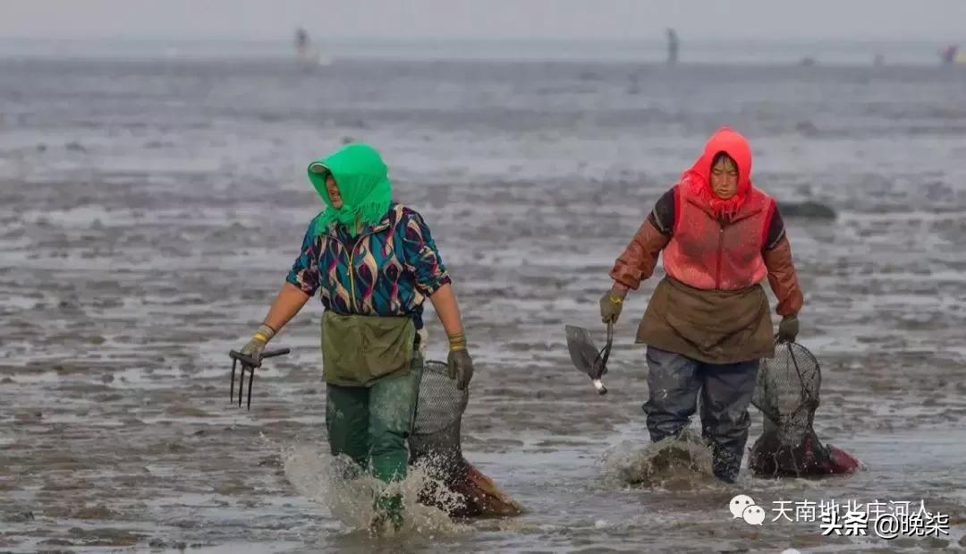 大连庄河赶海排名第一名,庄河赶海网红视频