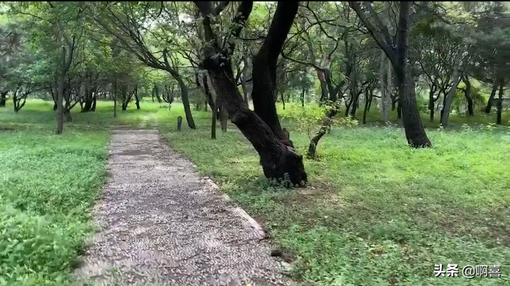 沈阳北陵公园的树,沈阳市北陵农场红枫林