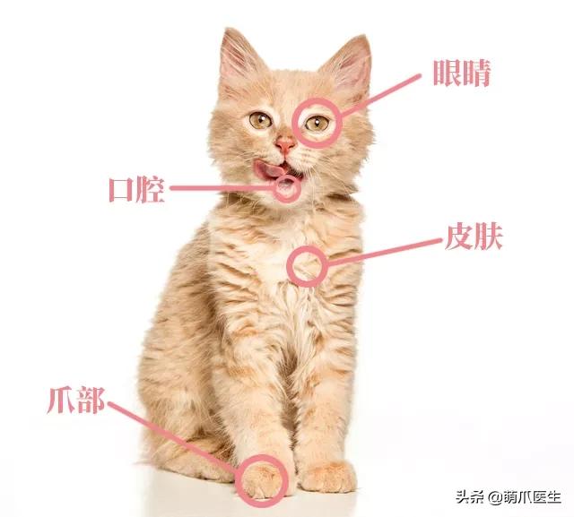 猫咪皮肤有黑斑点还很容易掉毛,猫咪身上有黑色斑点是怎么回事